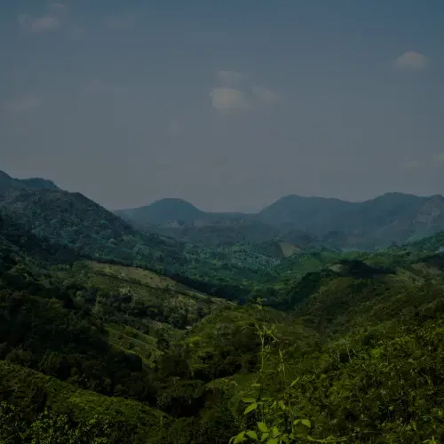 Paysage boisé symbolisant les arbres plantés grâce au partenariat Reforest'Action